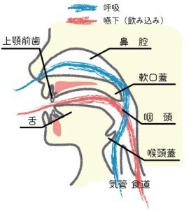 食道と気管の図.jpg