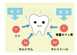 唾液リンフッ素.jpg